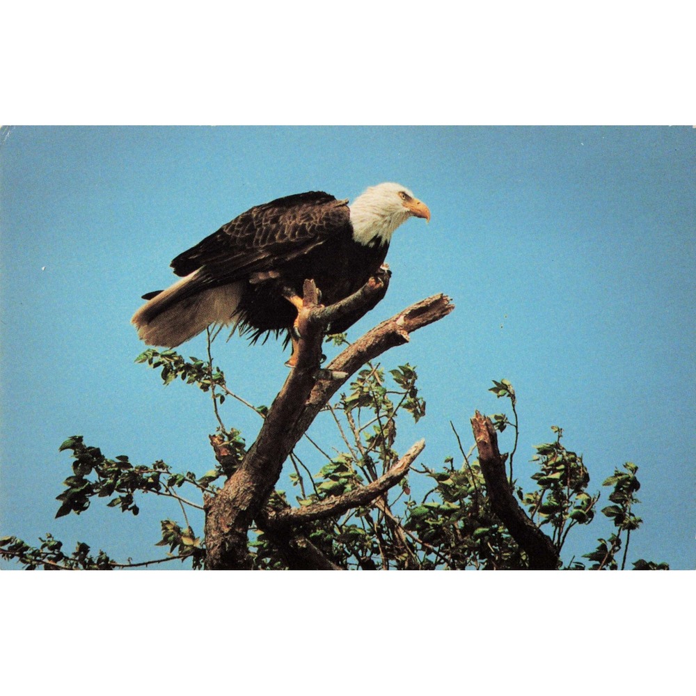 Bald Eagle Perched Branch Wildlife Bird of Prey Pospeshil Vtg Chrome Postcard - Picture 1 of 2